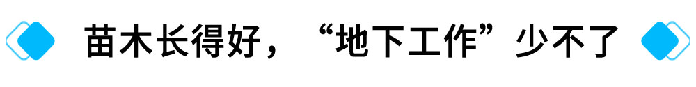 苗木长得好，“地下工作”少不了.jpg